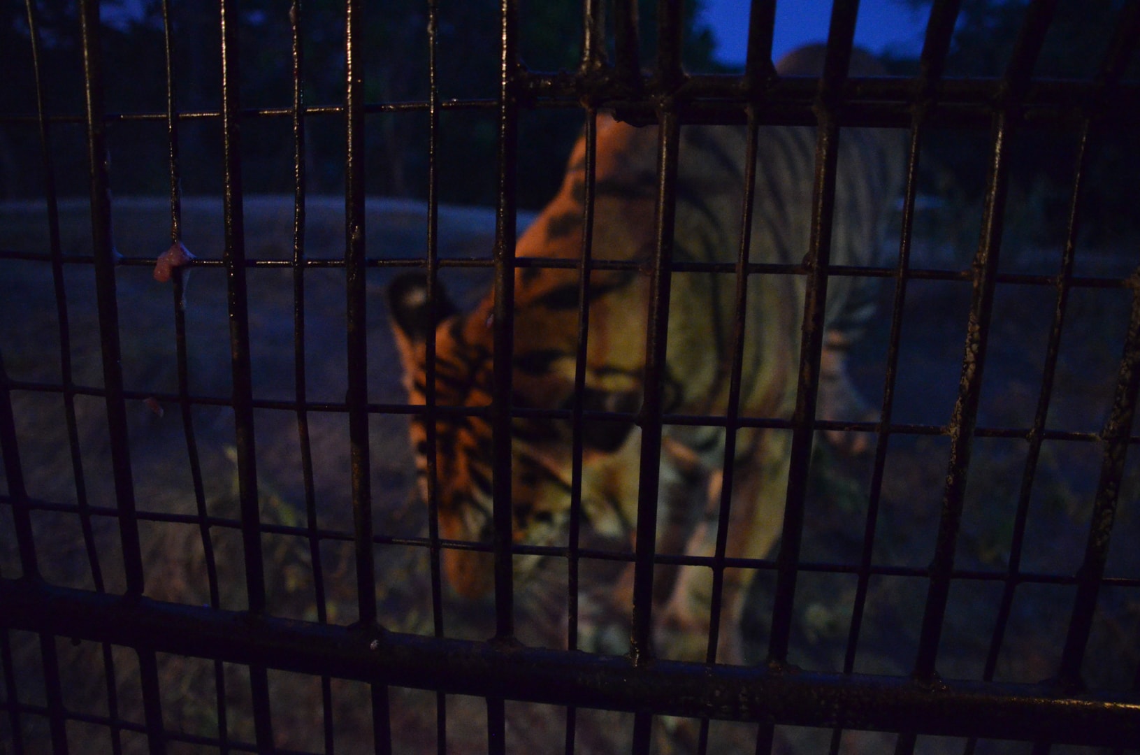 Photo de mon voyage aux Philippines - Zoo de Subic et Subic 9