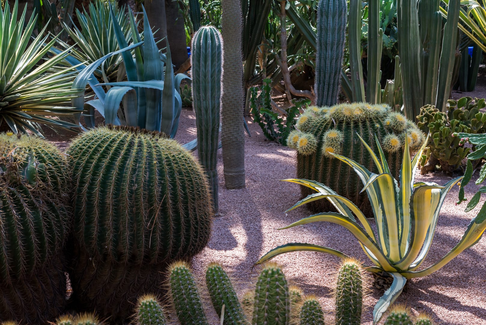 photo de cactus au jardin majorelle à Marrakech Maroc 9